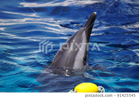 Energetic dolphins Energetic dolphins 91425545