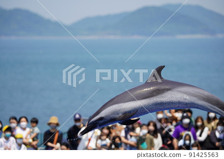 Energetic dolphins 91425563