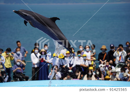 Energetic dolphins 91425565