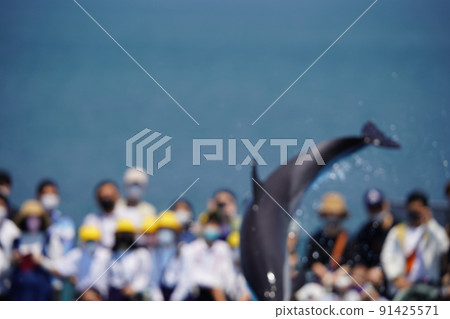 Energetic dolphins 91425571