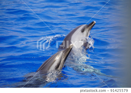 Energetic dolphins 91425579