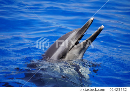 Energetic dolphins 91425582