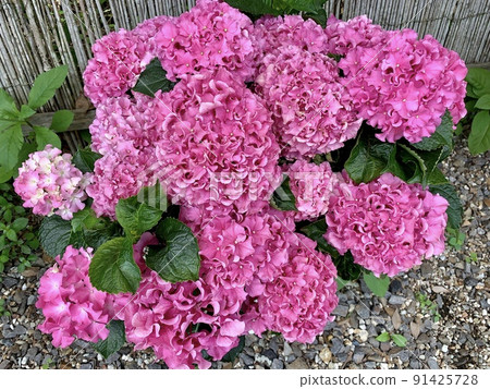 Hydrangea in full bloom (potted) [Katahara Onsen Hydrangea Village/Gamagori City, Aichi Prefecture] 91425728