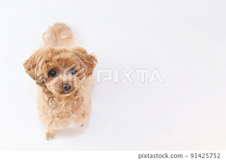 Red maltipoo sitting and looking up 91425752