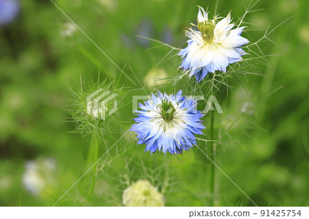 藍色 Nigella 花 91425754