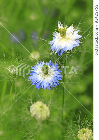 藍色 Nigella 花 藍色 Nigella 花 91425755