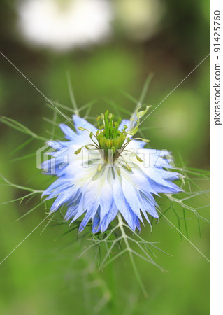 藍色 Nigella 花 91425760