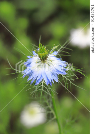 Blue Nigella flower 91425761