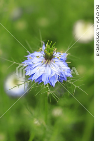 藍色 Nigella 花 91425762