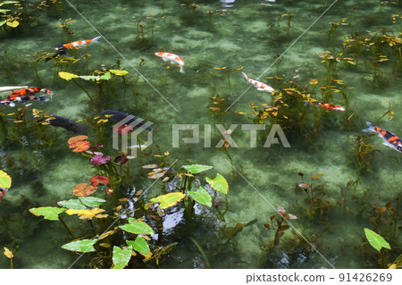 Monet's Pond _ An Instagram-worthy spot for sightseeing in Gifu 91426269