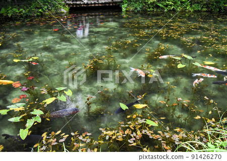 Monet's Pond _ An Instagram-worthy spot for sightseeing in Gifu 91426270