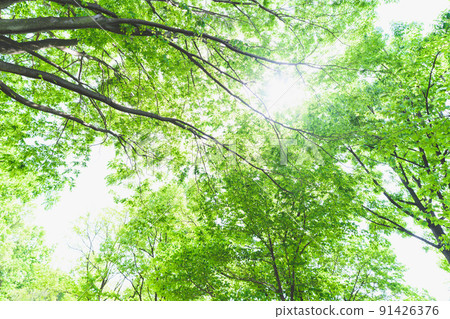 In the fresh green forest In the fresh green forest 91426376