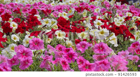 Brightly blooming petunia (surfinia) flowers 91426593