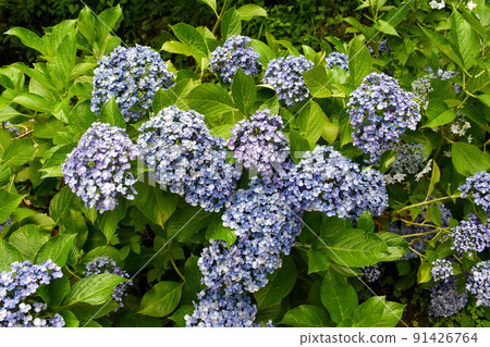 “繡球山寺”三光寺的繡球_梅雨季岐阜觀光 91426764