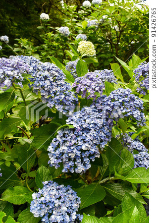 “繡球山寺”三光寺的繡球_梅雨季岐阜觀光 91426765