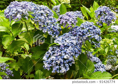 "Hydrangea Mountain Temple" Hydrangea of Sankoji Temple_Gifu sightseeing in the rainy season 91426774