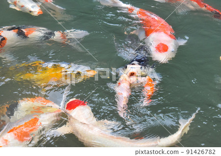 "Hydrangea Mountain Temple" Sankoji Temple Manet Pond-Nishikigoi and Hydrangea Temple_Rainy Season Gifu Sightseeing 91426782