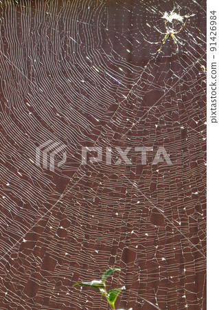 spiderweb  91426984