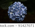 Hydrangea blue 91427071