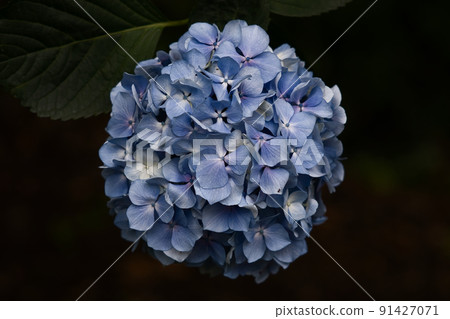 Hydrangea blue 91427071