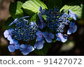 Hydrangea blue 91427072