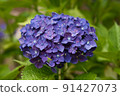 Hydrangea purple 91427073