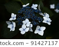  Gaku hydrangea 91427137
