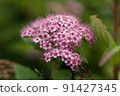 Spirea flower 91427345