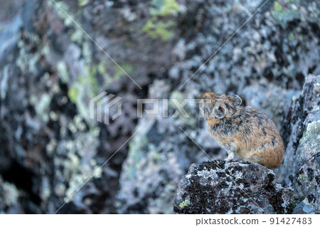 清晨站在廚房裡的 Ezonaki 兔子的冥想場景 清晨站在廚房裡的 Ezonaki 兔子的冥想場景 91427483