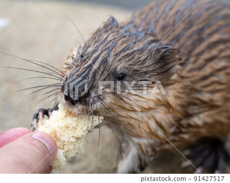 Muskrat, Ondatra zibethicuseats, eats bread from human hand. Muskrat, Ondatra zibethicuseats, eats bread from human hand. 91427517