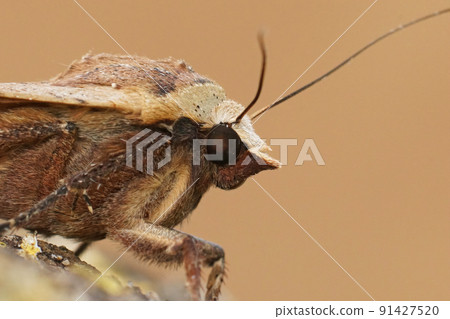 Facial closeup on a Large Yellow Underwing moth, Noctua pronuba sitting on wood Facial closeup on a Large Yellow Underwing moth, Noctua pronuba sitting on wood 91427520