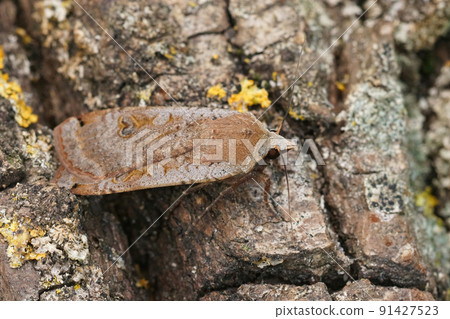Closeup on a Large Yellow Underwing moth, Noctua pronuba sitting on wood Closeup on a Large Yellow Underwing moth, Noctua pronuba sitting on wood 91427523