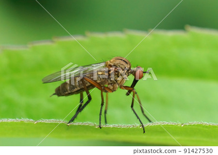 Closeup on a brown dance fly, Empis livida sitting on a green leaf 91427530