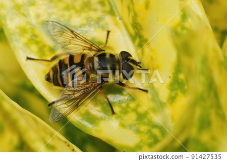 Soft and detailed closeup on a fresh emerged Deadhead hoverfly, Myathropa florea 91427535