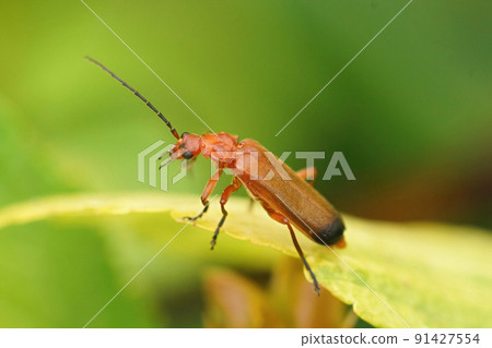 Closeup on the common red soldier beetle, Rhagonycha fulva, sitting on a green leaf Closeup on the common red soldier beetle, Rhagonycha fulva, sitting on a green leaf 91427554