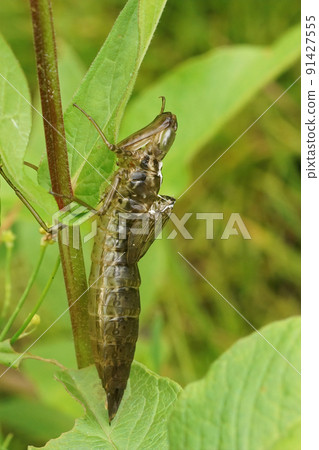 Vertical closeup on an empty exuvium of the Blue Emperor dragonfly,Anax imperator, in the vegetation Vertical closeup on an empty exuvium of the Blue Emperor dragonfly,Anax imperator, in the vegetation 91427555