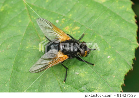 Closeup on the colorful noonday fly, Mesembrina meridiana on a green leaf Closeup on the colorful noonday fly, Mesembrina meridiana on a green leaf 91427559