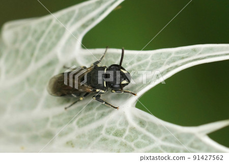 Closeup on a female Common masked bee, Hylaeus communis sitting on the grey leafs of Eryngium giganteum 91427562