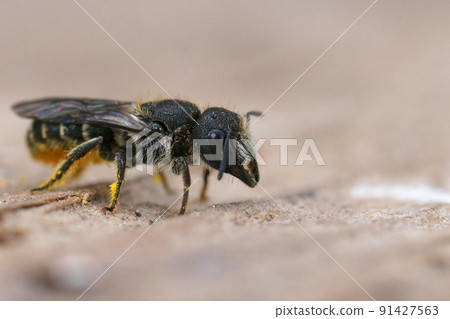 Closeup on a female Large- headed armoured resin bee, HEriades truncorum sitting on a piece of wood Closeup on a female Large- headed armoured resin bee, HEriades truncorum sitting on a piece of wood 91427563