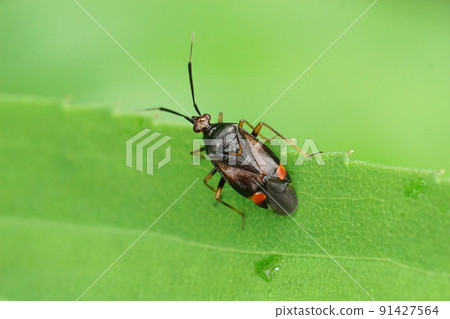 Closeup on a red-spotted plant bug, Deraeocoris ruber sitting on a green leaf 91427564