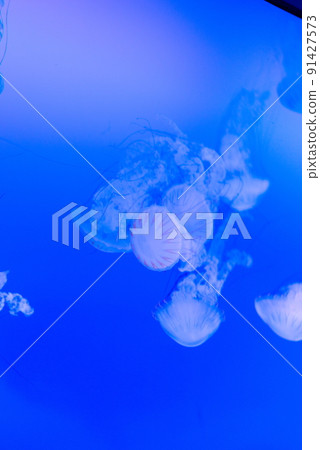 A flock of jellyfish swimming in a blue-lit aquarium A flock of jellyfish swimming in a blue-lit aquarium 91427573