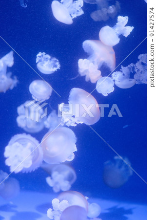 一群水母在藍色的水族館裡游泳 91427574