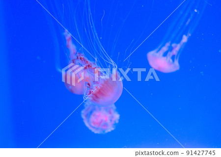 一群粉紅色的水母在藍色的水族館裡游泳 91427745