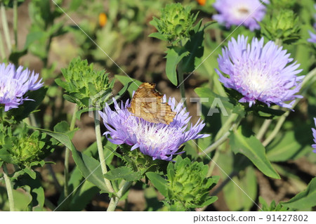 A comma that sucks the nectar of the lilac Stokesia that blooms in a Japanese park in spring A comma that sucks the nectar of the lilac Stokesia that blooms in a Japanese park in spring 91427802