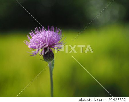 Cirsium japonicum bathed in the early summer sunshine Cirsium japonicum bathed in the early summer sunshine 91427832