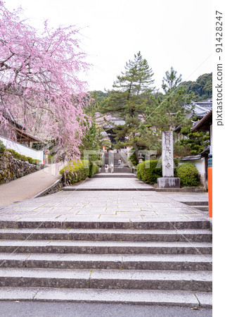 Hase-dera cherry blossoms 91428247