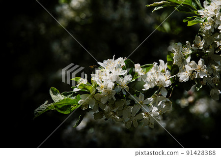 Beautiful pure white malus sieboldii (acid fruit) flowers blooming on the Norikura plateau Beautiful pure white malus sieboldii (acid fruit) flowers blooming on the Norikura plateau 91428388