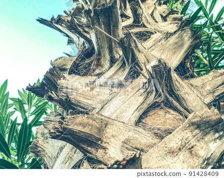 exotic trees in a hot, tropical country. palm trees with green, large leaves. tree trunk made of brown bark with villi exotic trees in a hot, tropical country. palm trees with green, large leaves. tree trunk made of brown bark with villi 91428409