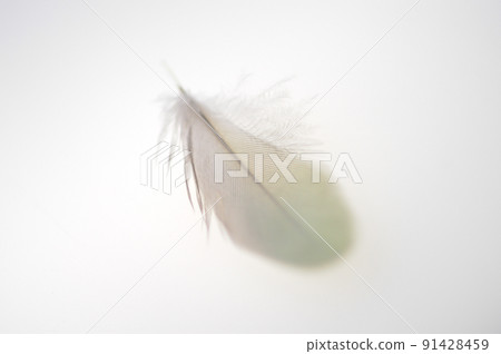 綠白鳥羽毛，白色背景 91428459