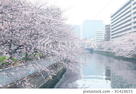 Spring cherry blossom scenery in Monzennakacho Spring cherry blossom scenery in Monzennakacho 91428655